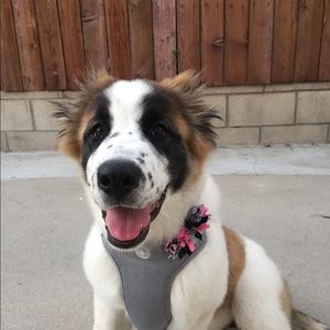 Meet your Posher, Raffi